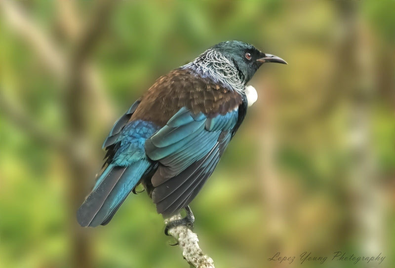 NZ Birds Tui