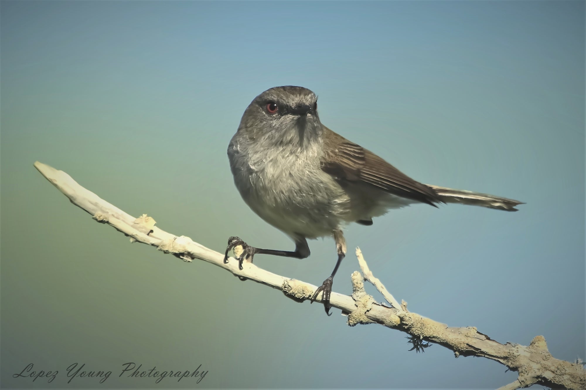 N.Z Birds Grey Warbler