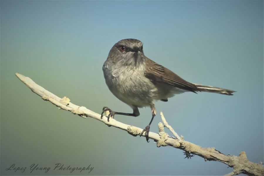 NZ Birds Grey Warbler