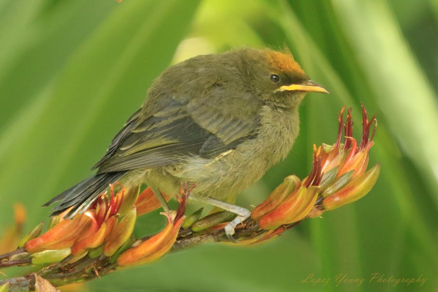 NZ Birds South Island Juvenile Bell Bird