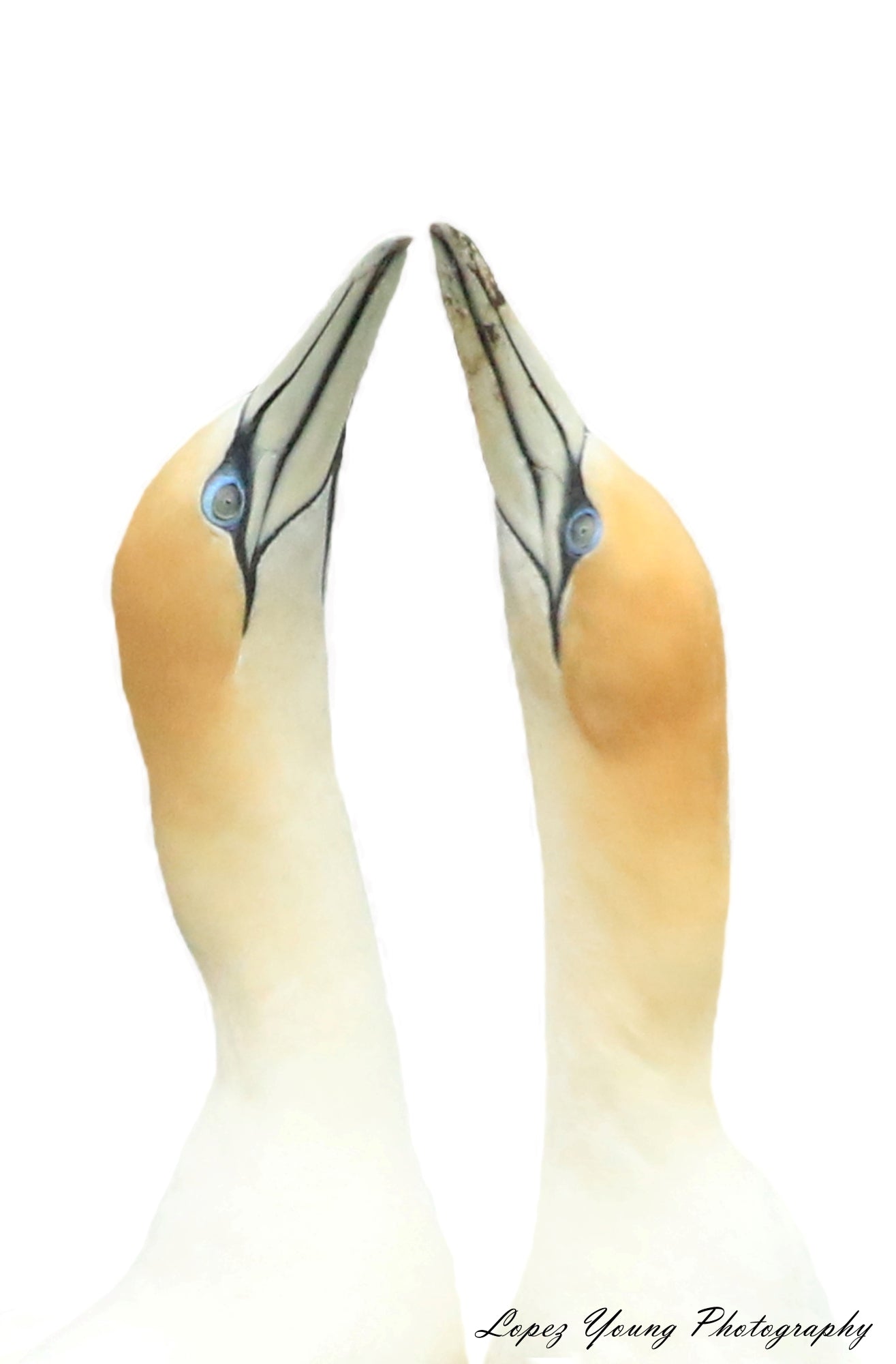 N.Z Birds Gannet