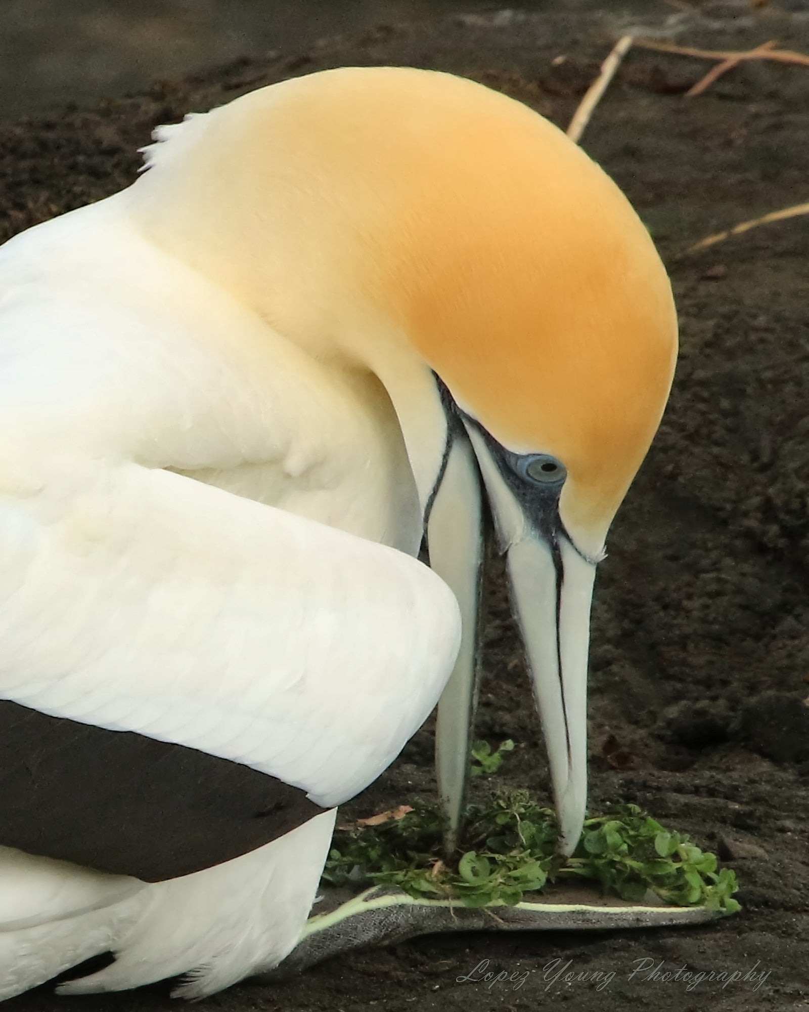 NZ Birds Gannet nesting.