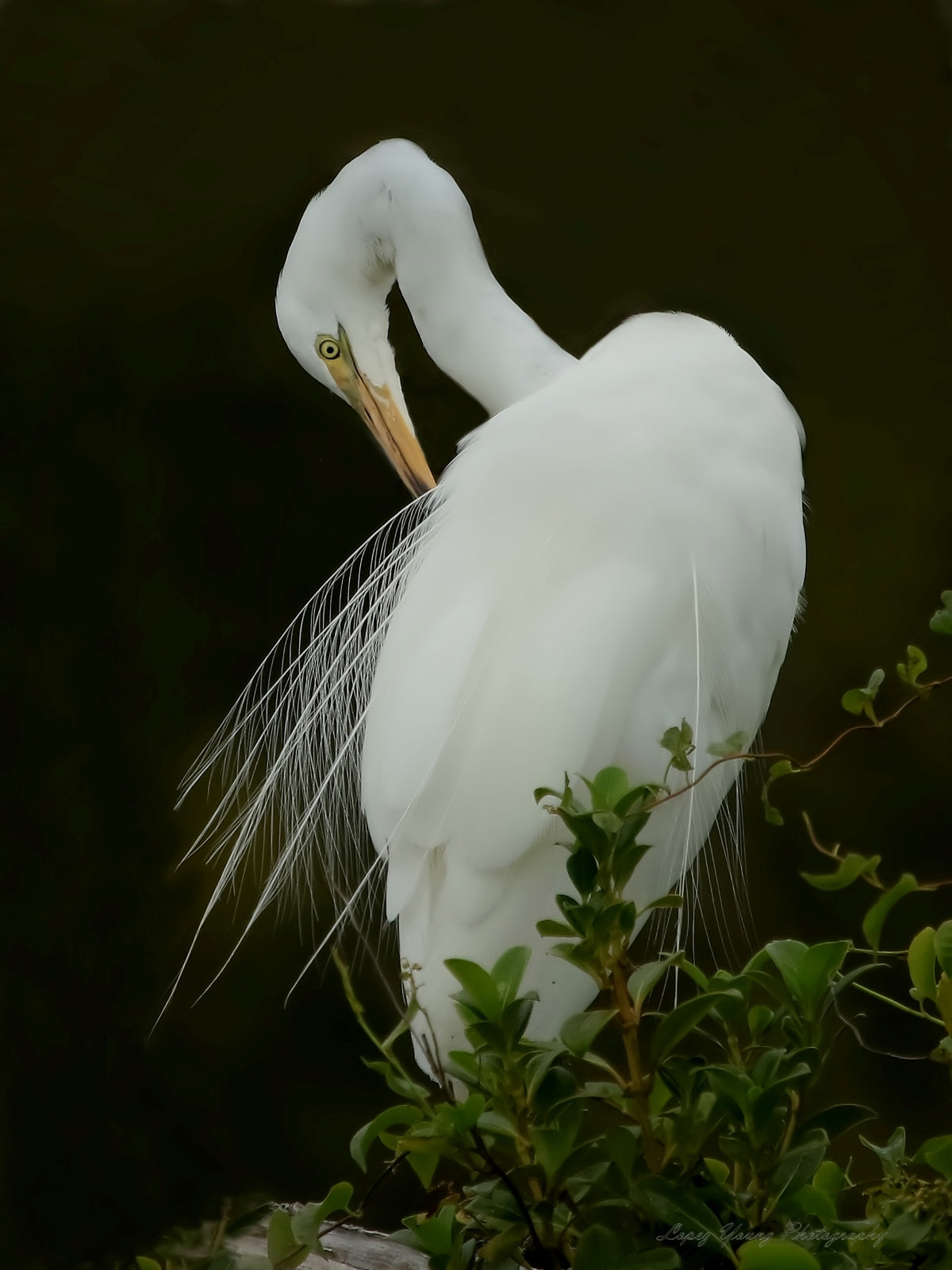 NZ Birds Great Egret (White Heron) Preening