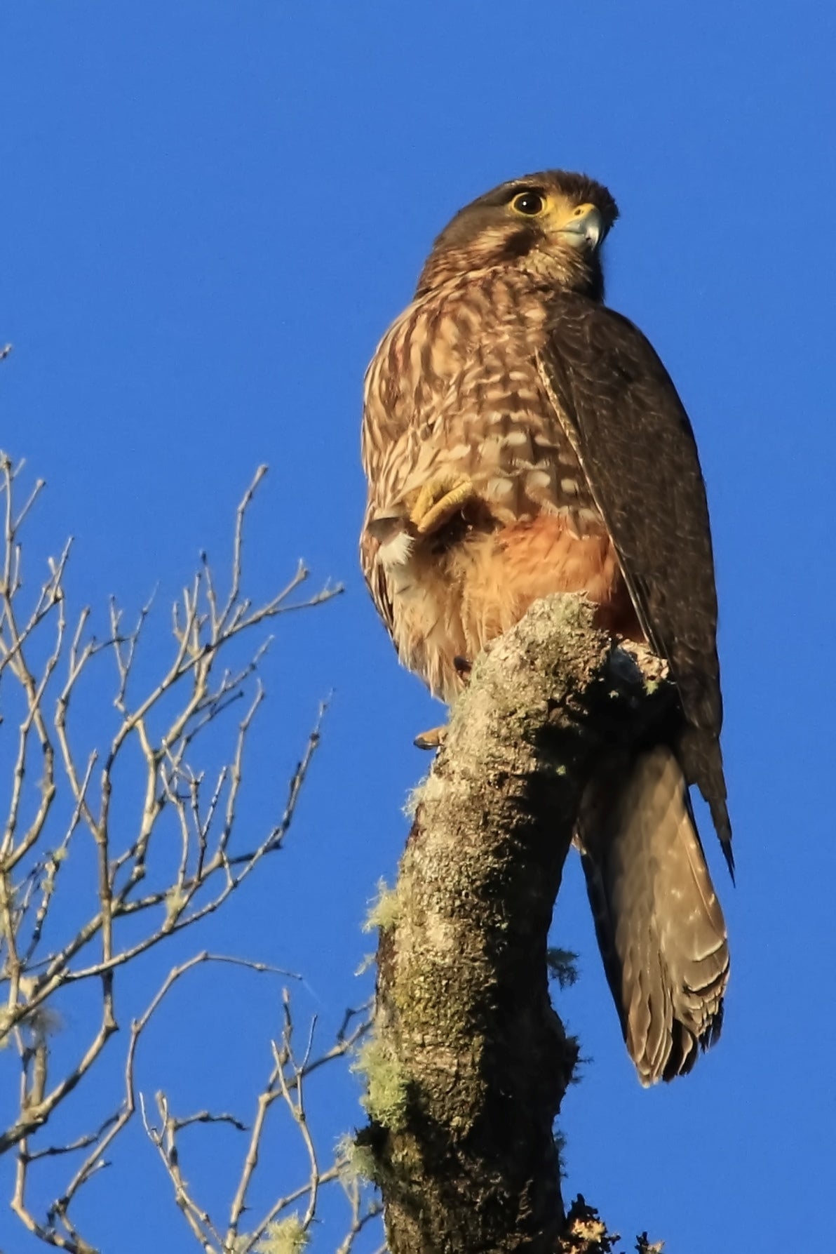 N.Z Birds New Zealand Falcon
