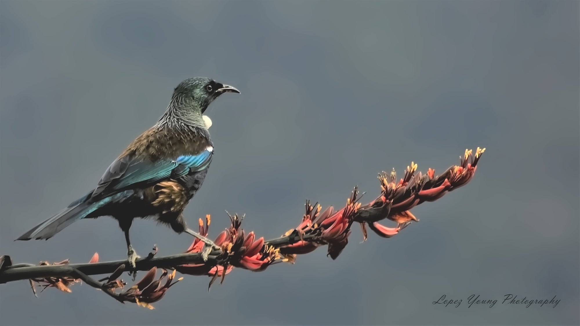 NZ Birds Tui
