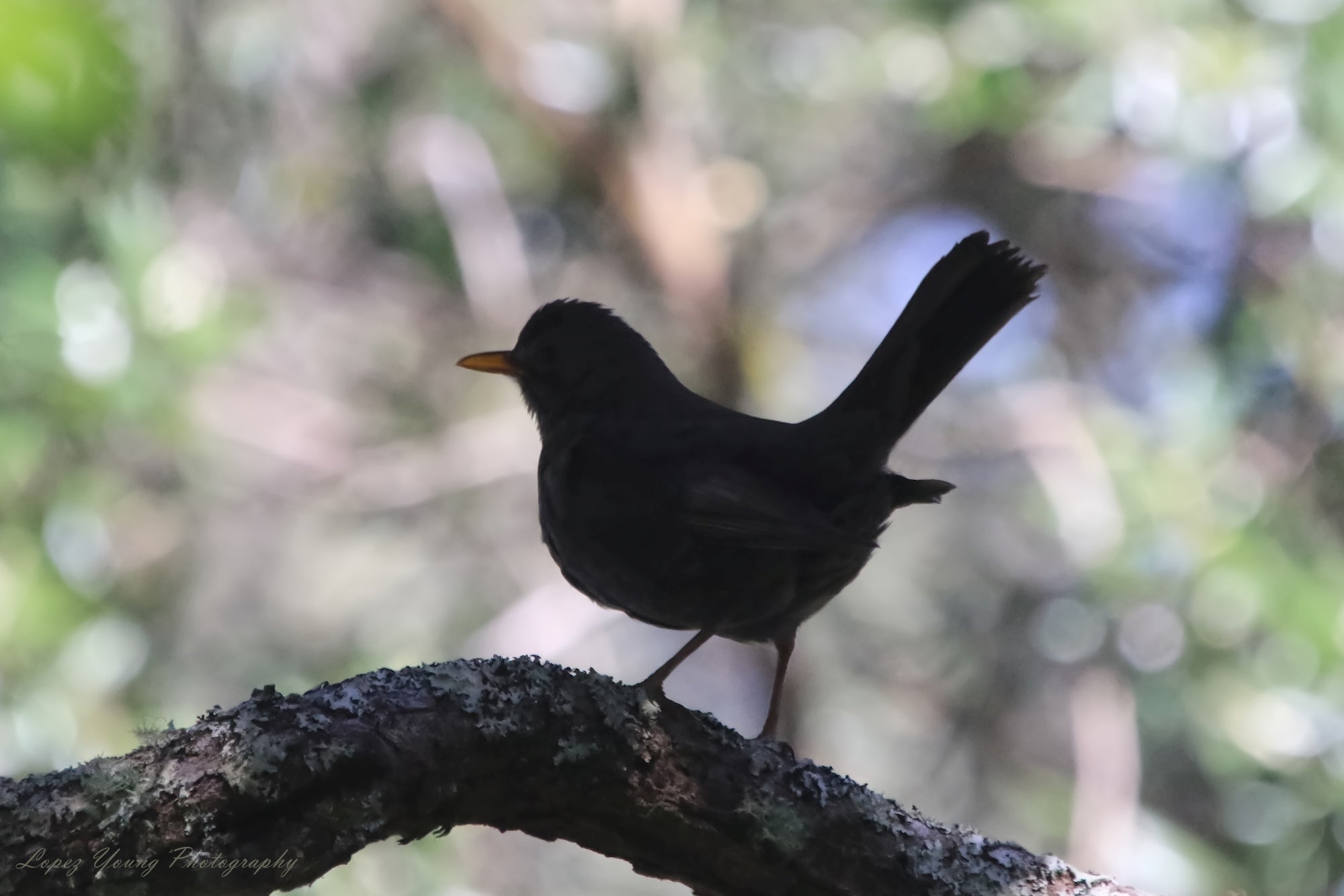 N.Z. Birds BLACKBIRD
