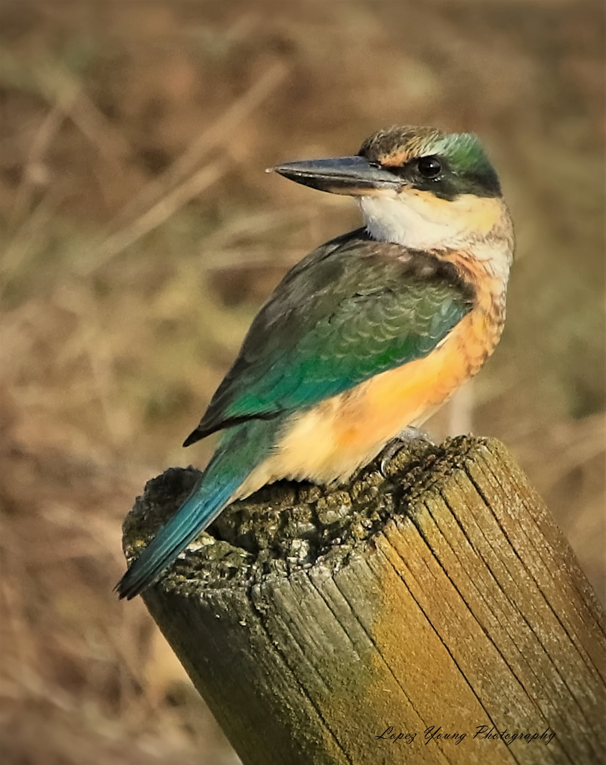N.Z Birds King Fisher