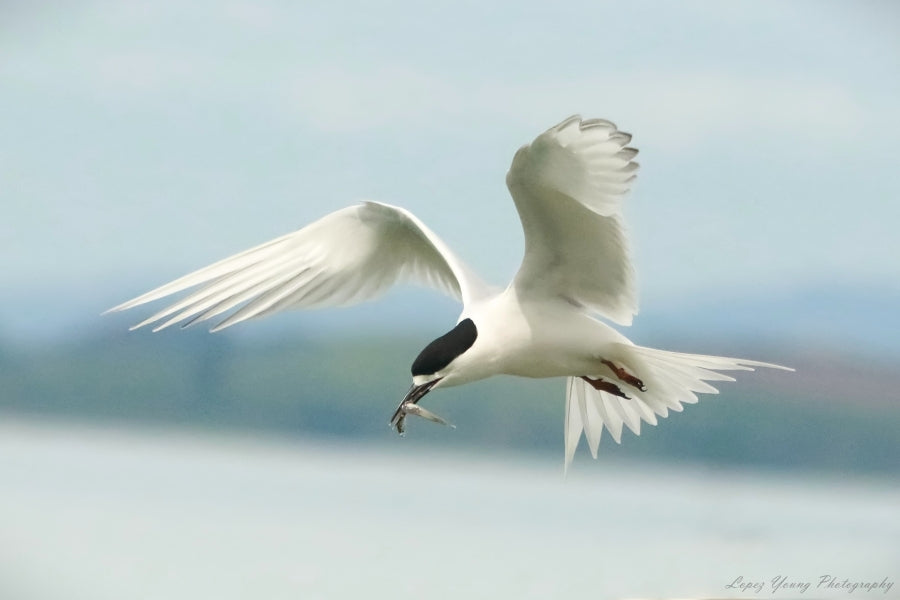 NZ Birds Tern