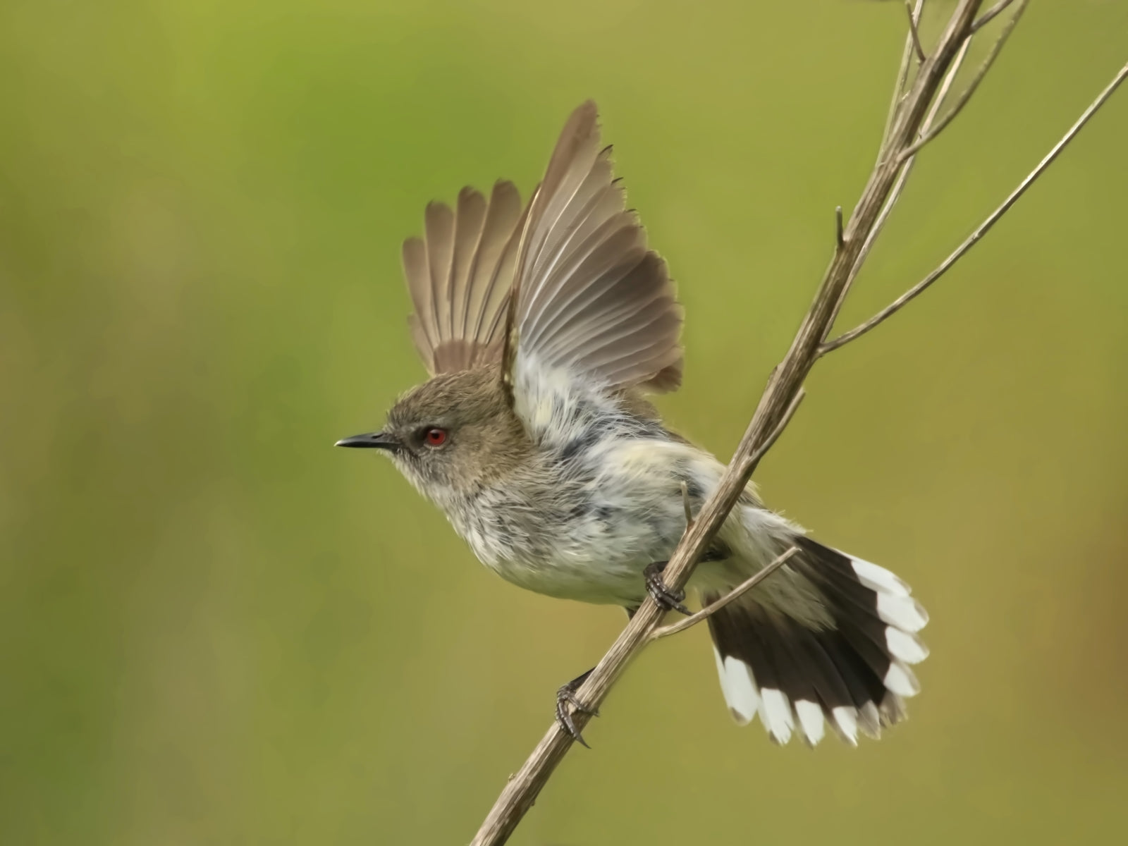 N.Z Bird Grey Warbler
