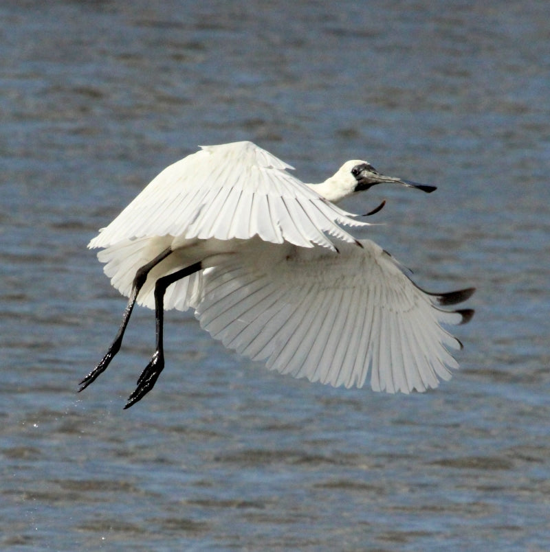 NZ Birds Spoonbill