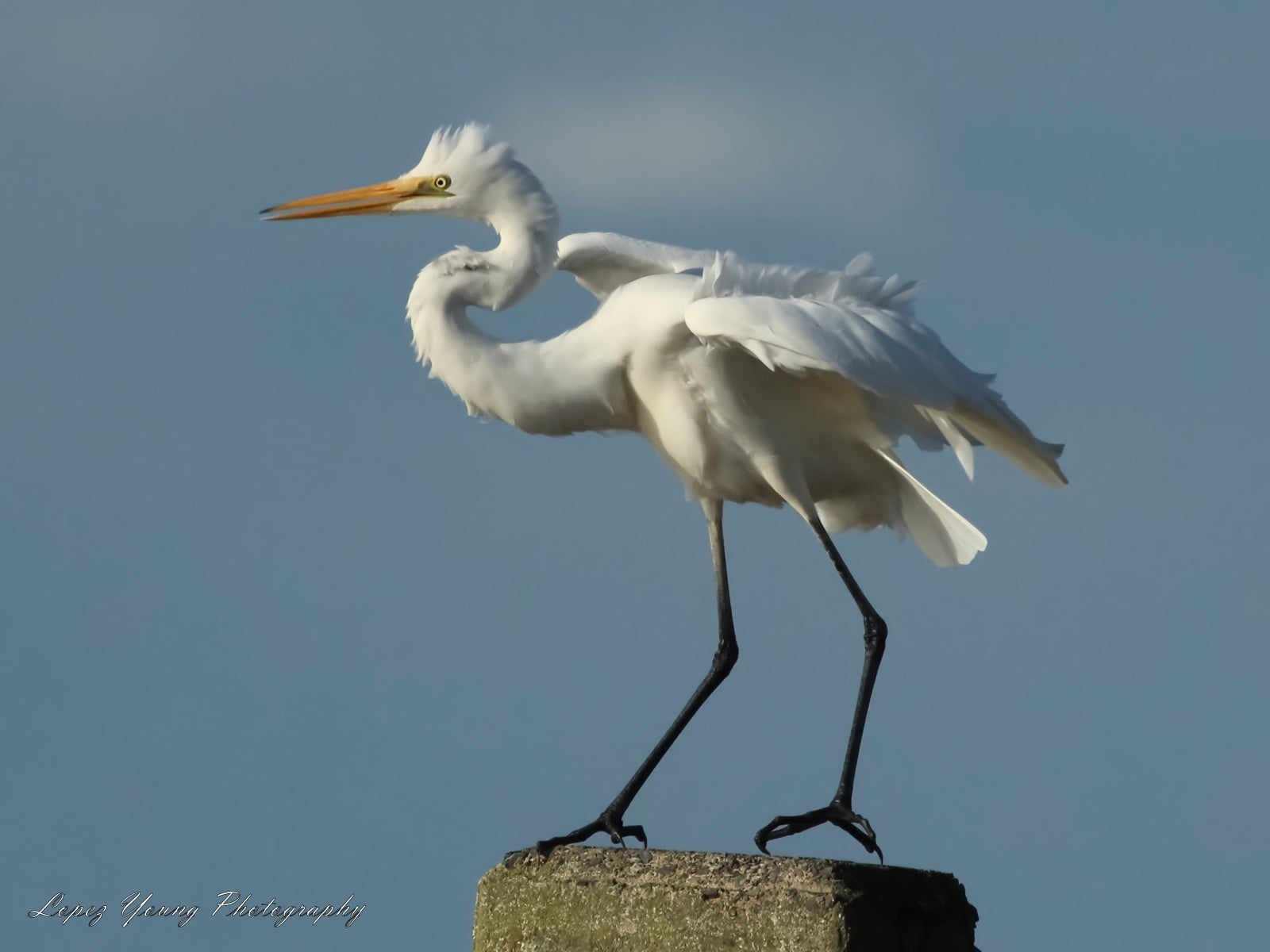 N.Z. Birds Great Egret (White Heron)