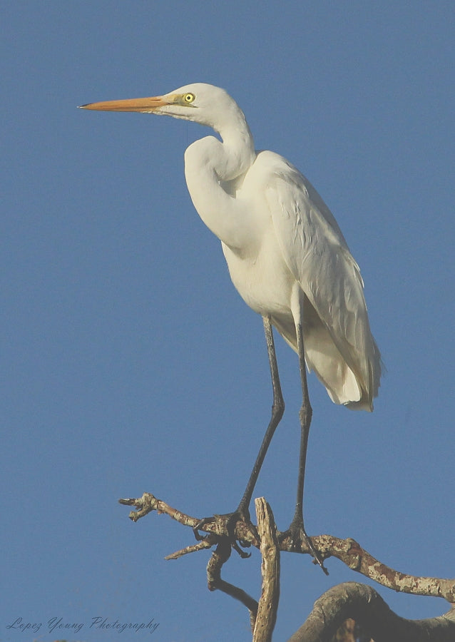 NZ Birds White Heron