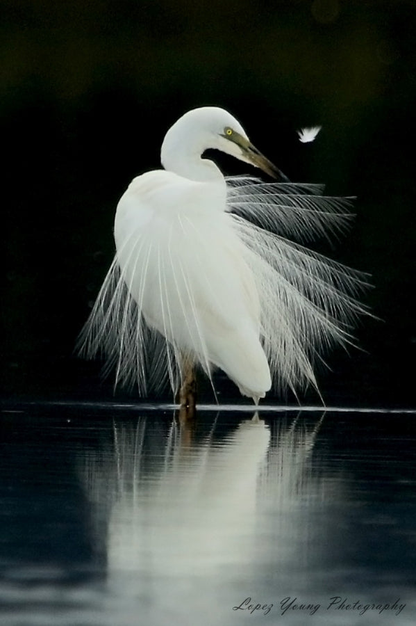 N.Z Birds Single Feather